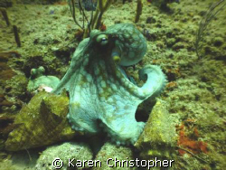 "Octopi diner." Two octopi in their nest in the BVI's by Karen Christopher 